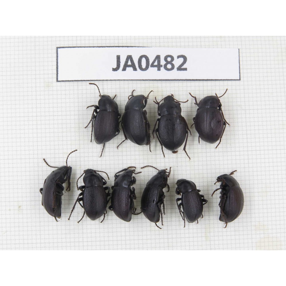 Tenebrionidae sp. China, Yunnan, Xiangerila, Mt.Baimaxueshan. 10Pcs. JA0482.
