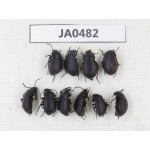 Tenebrionidae sp. China, Yunnan, Xiangerila, Mt.Baimaxueshan. 10Pcs. JA0482.