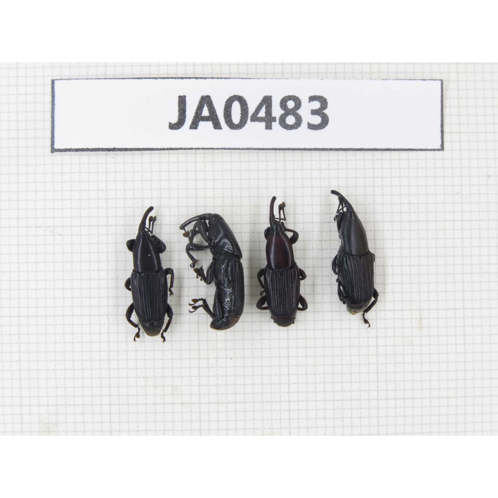 Curculionidae sp. China, Yunnan, Chuxiong, Mt.Ailaoshan. 4Pcs. JA0483.