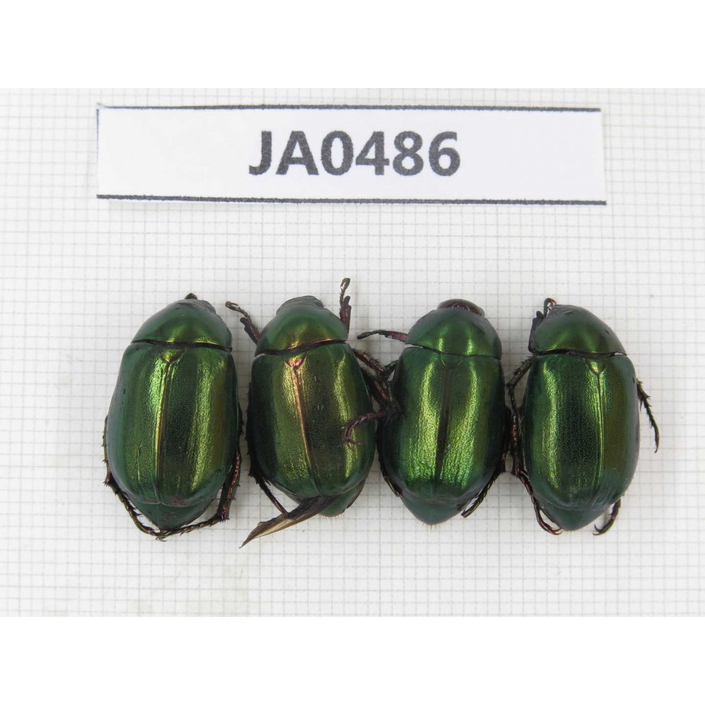 Rutelidae sp. China, Yunnan, Dehong, Longchuan county. 4Pcs. JA0486.