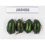 Rutelidae sp. China, Yunnan, Dehong, Longchuan county. 4Pcs. JA0486.