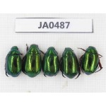 Rutelidae sp. China, Yunnan, Dehong, Longchuan county. 5Pcs. JA0487.