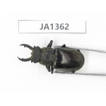 Lucanus sp. Myanmar, Kechin, Nanse. 1M. JA1362.