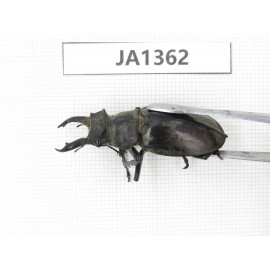 Lucanus sp. Myanmar, Kechin, Nanse. 1M. JA1362.