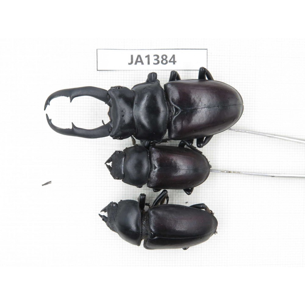 Dorcus sp. Myanmar, Kechin, Nanse. 1M2F. JA1384.