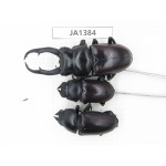Dorcus sp. Myanmar, Kechin, Nanse. 1M2F. JA1384.