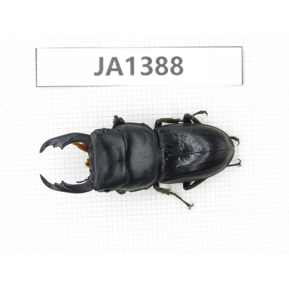 Dorcus sp. Myanmar, Kechin, Nanse. 1M. JA1388.