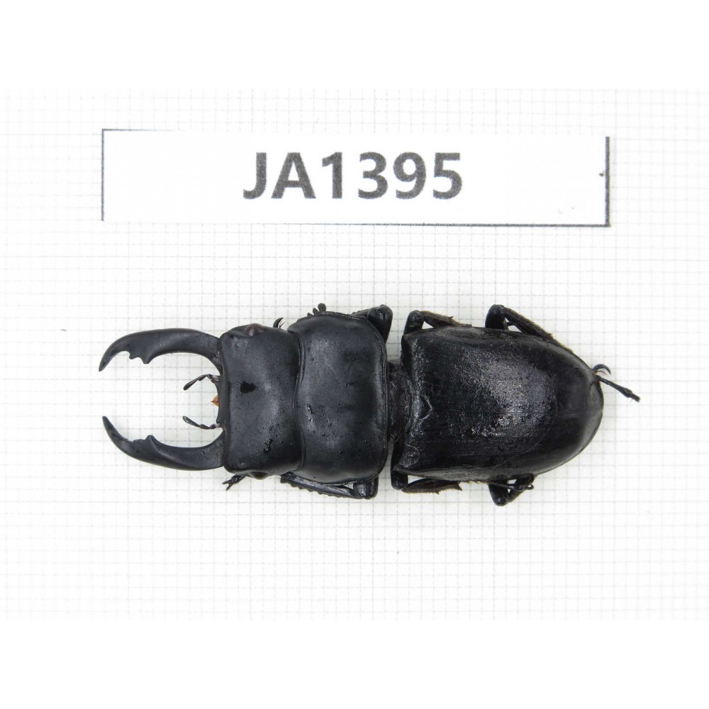 Dorcus sp. Myanmar, Kechin, Nanse. 1M. JA1395.