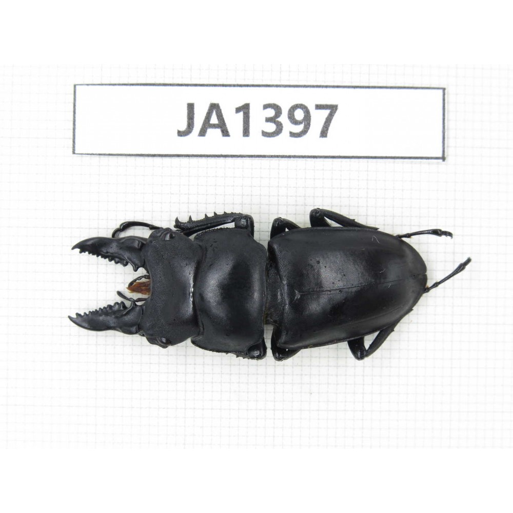 Prosopocoilus sp. Myanmar, Kechin, Nanse. 1M. JA1397.