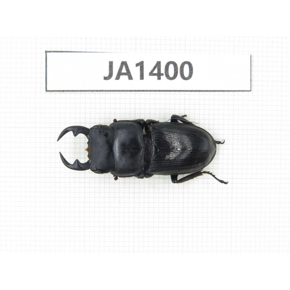 Dorcus sp. Myanmar, Kechin, Nanse. 1M. JA1400.
