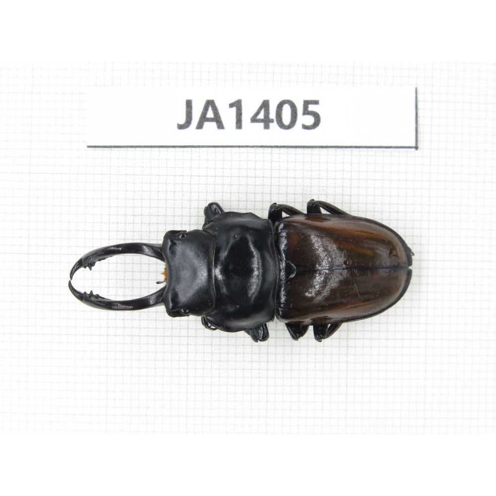 Dorcus sp. Myanmar, Kechin, Nanse. 1M. JA1405.