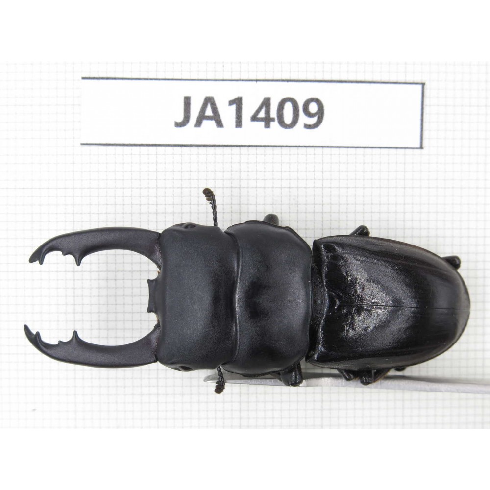 Dorcus sp. Myanmar, Kechin, Nanse. 1M. JA1409.