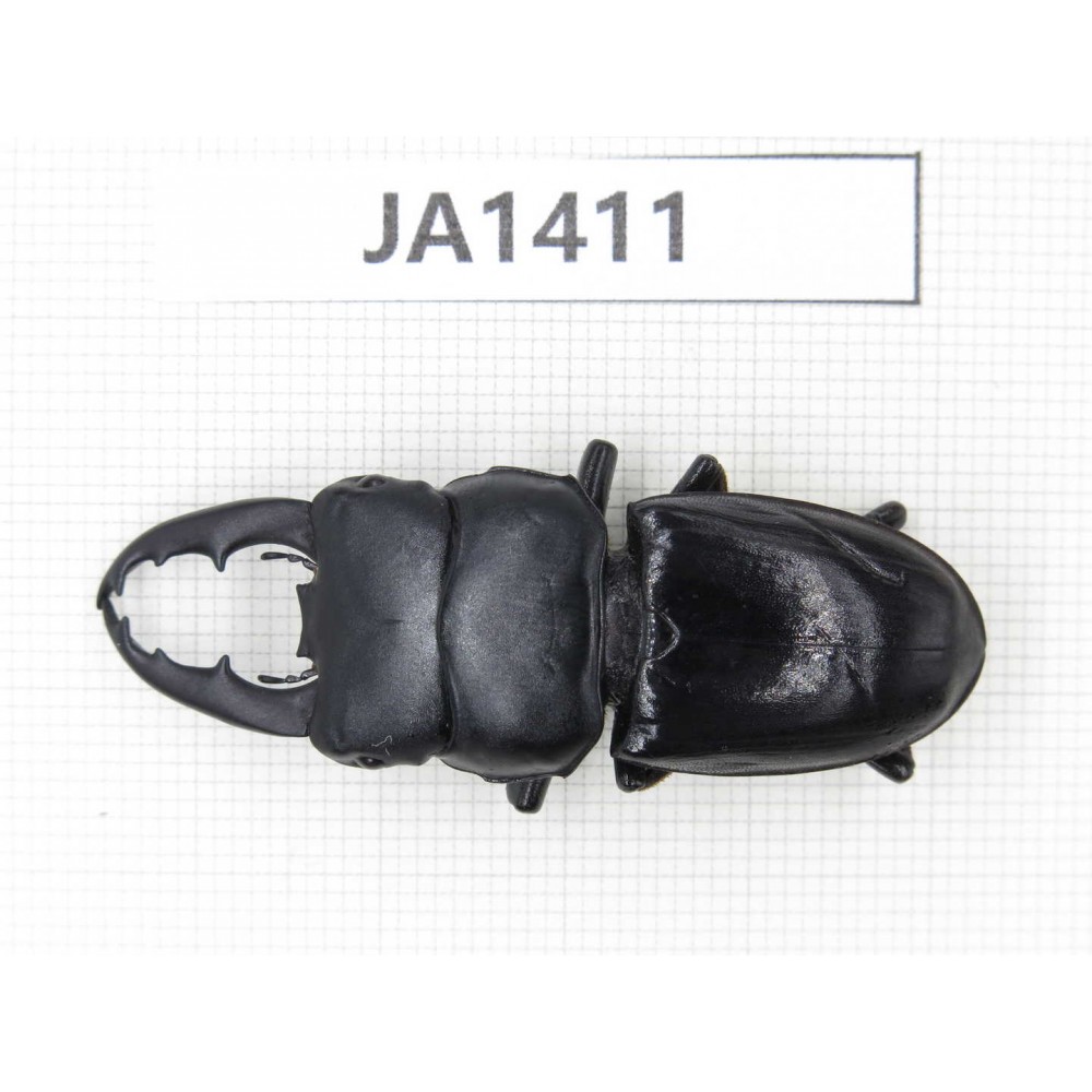 Dorcus sp. Myanmar, Kechin, Nanse. 1M. JA1411.