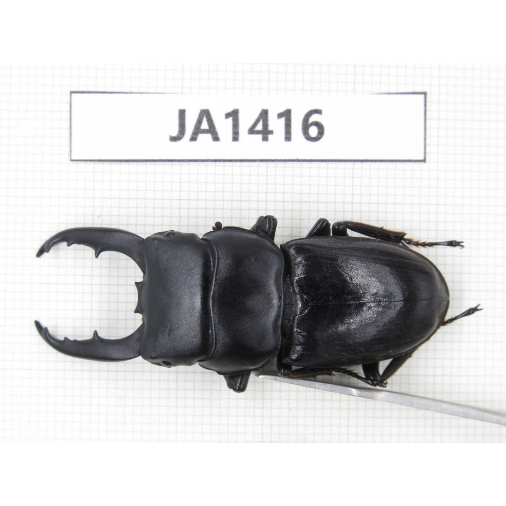 Dorcus sp. Myanmar, Kechin, Nanse. 1M. JA1416.