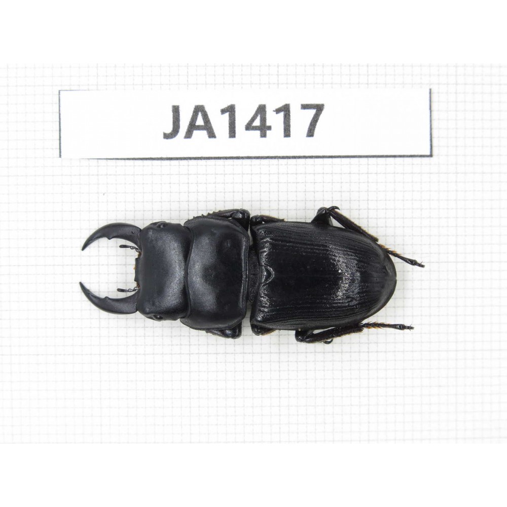 Dorcus sp. Myanmar, Kechin, Nanse. 1M. JA1417.