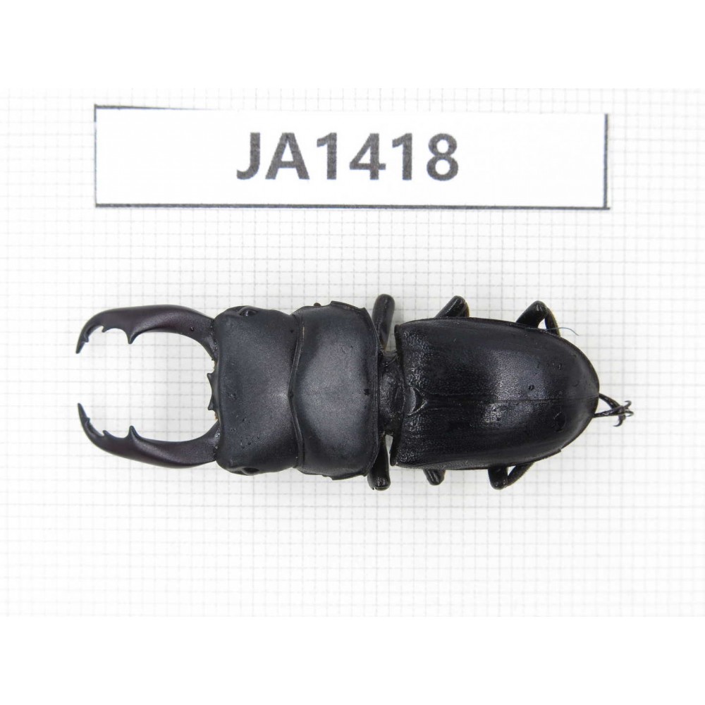 Dorcus sp. Myanmar, Kechin, Nanse. 1M. JA1418.