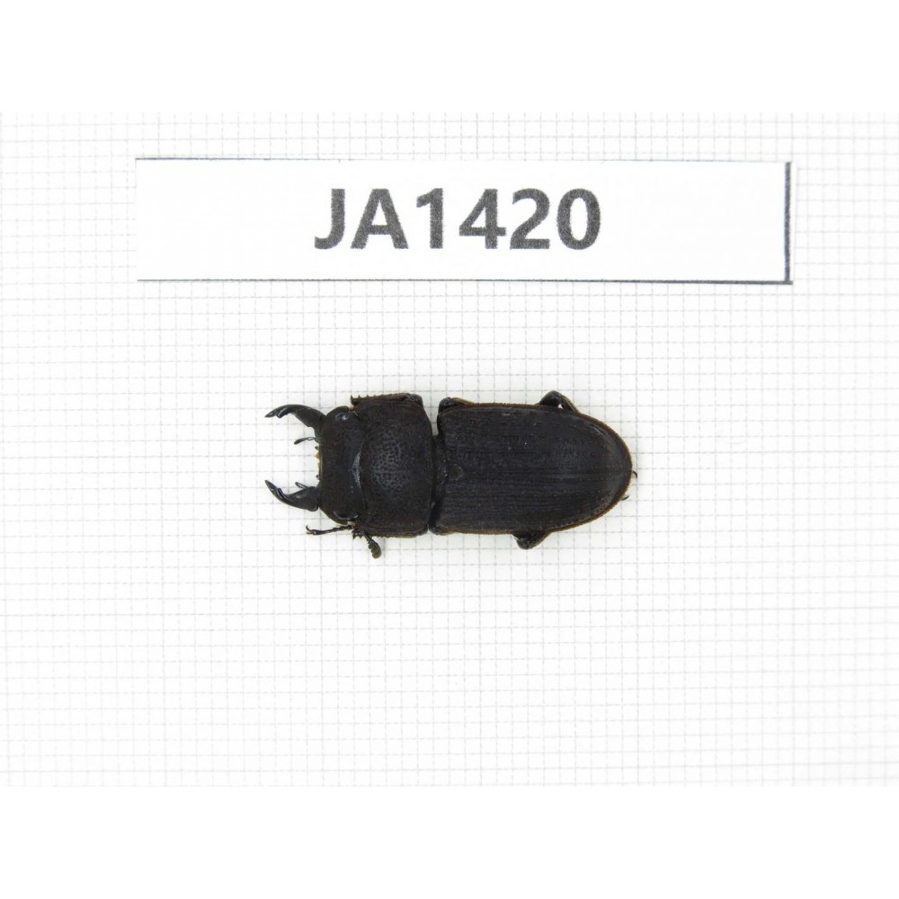 Dorcus sp. Myanmar, Kechin, Nanse. 1M. JA1420.