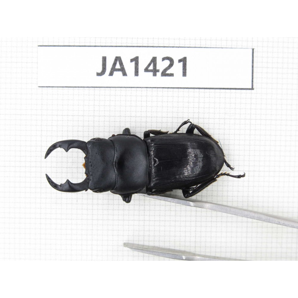 Dorcus sp. Myanmar, Kechin, Nanse. 1M. JA1421.
