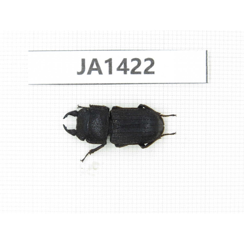 Dorcus sp. Myanmar, Kechin, Nanse. 1M. JA1422.