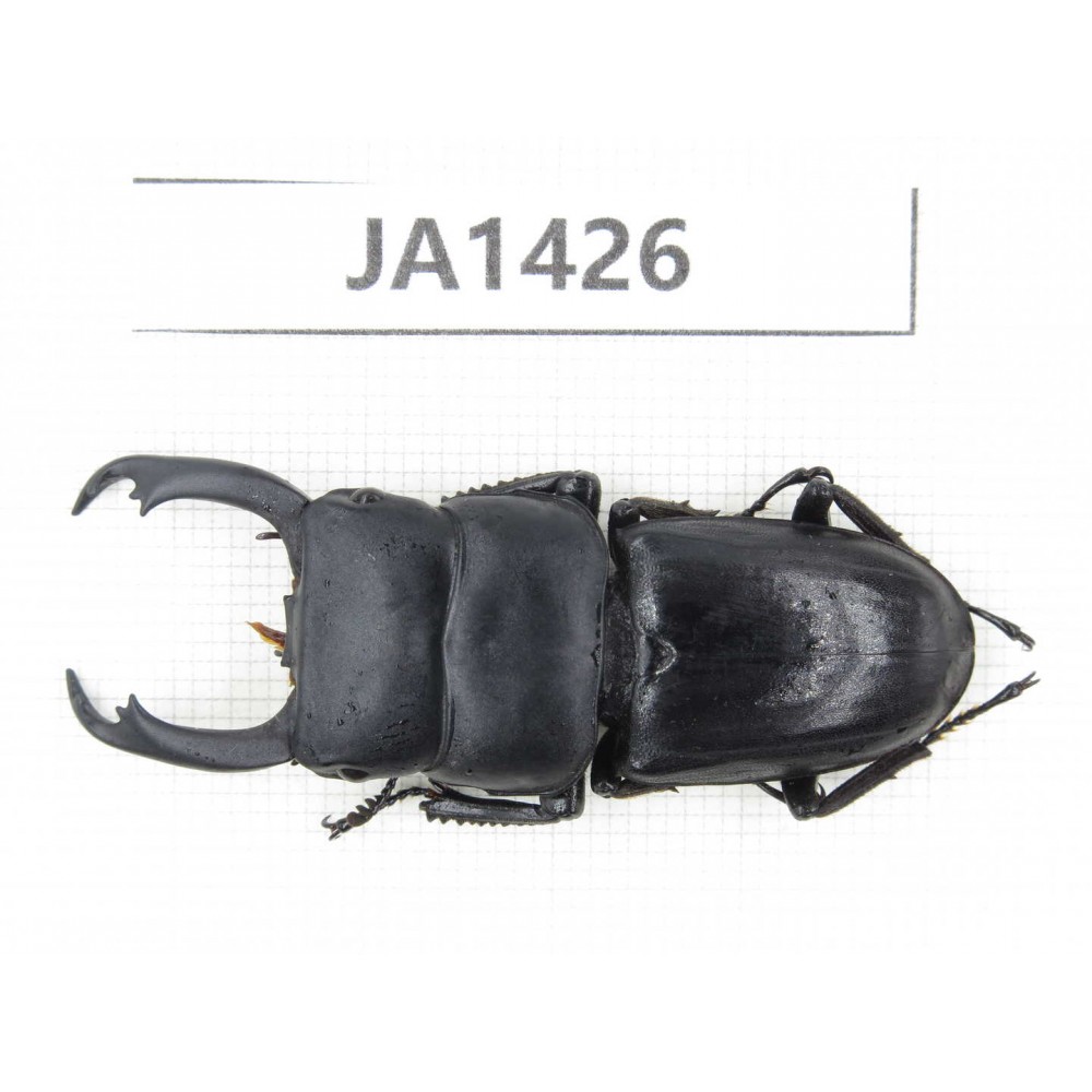 Dorcus sp. Myanmar, Kechin, Nanse. 1M. JA1426.