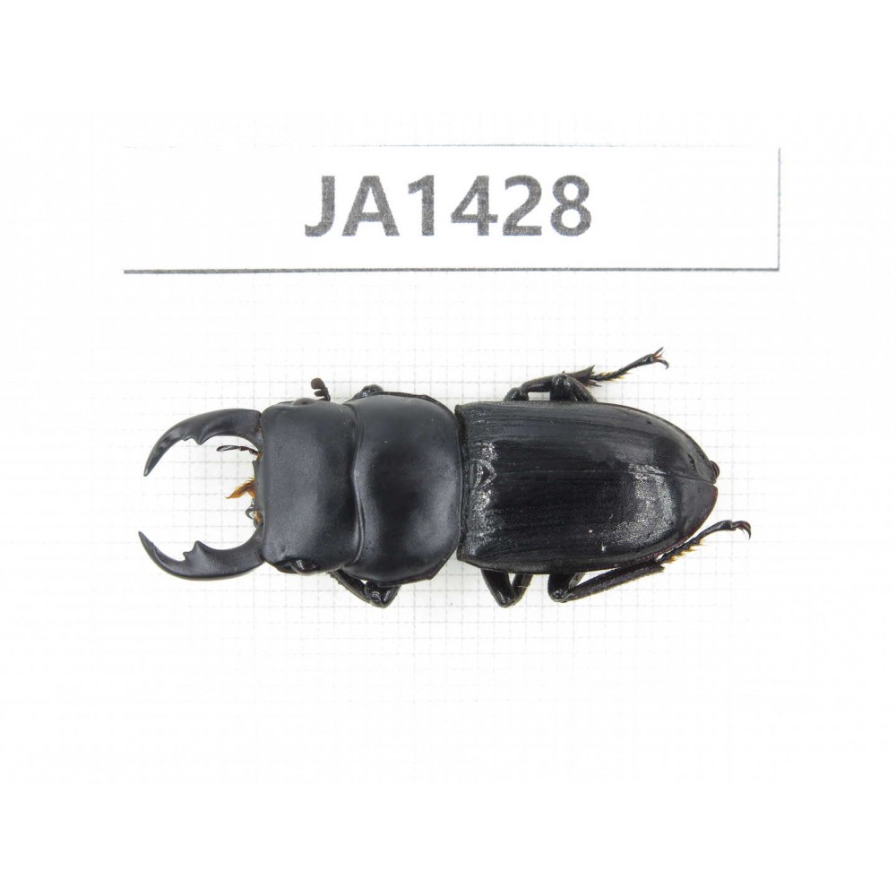 Dorcus sp. Myanmar, Kechin, Nanse. 1M. JA1428.