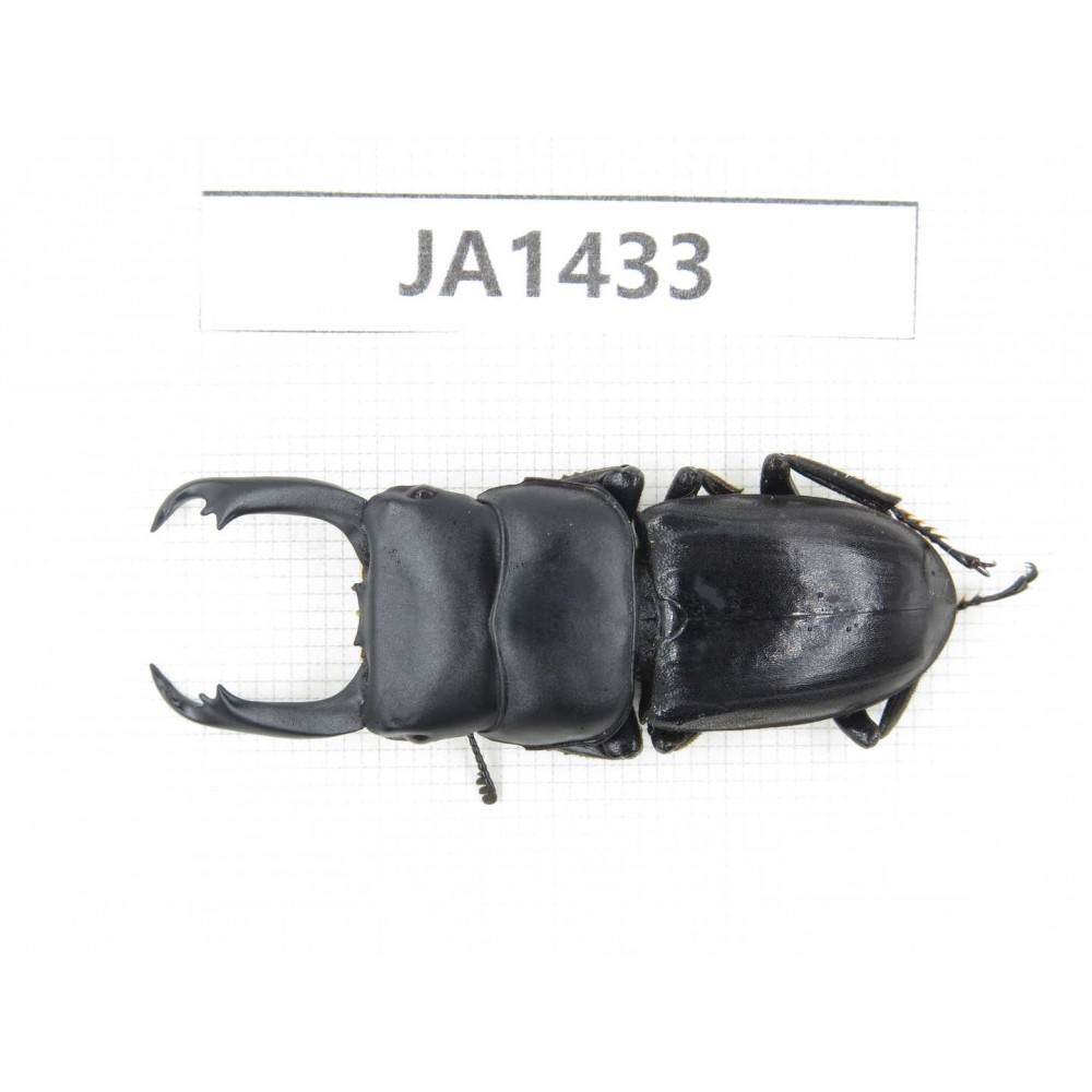 Dorcus sp. Myanmar, Kechin, Nanse. 1M. JA1433.