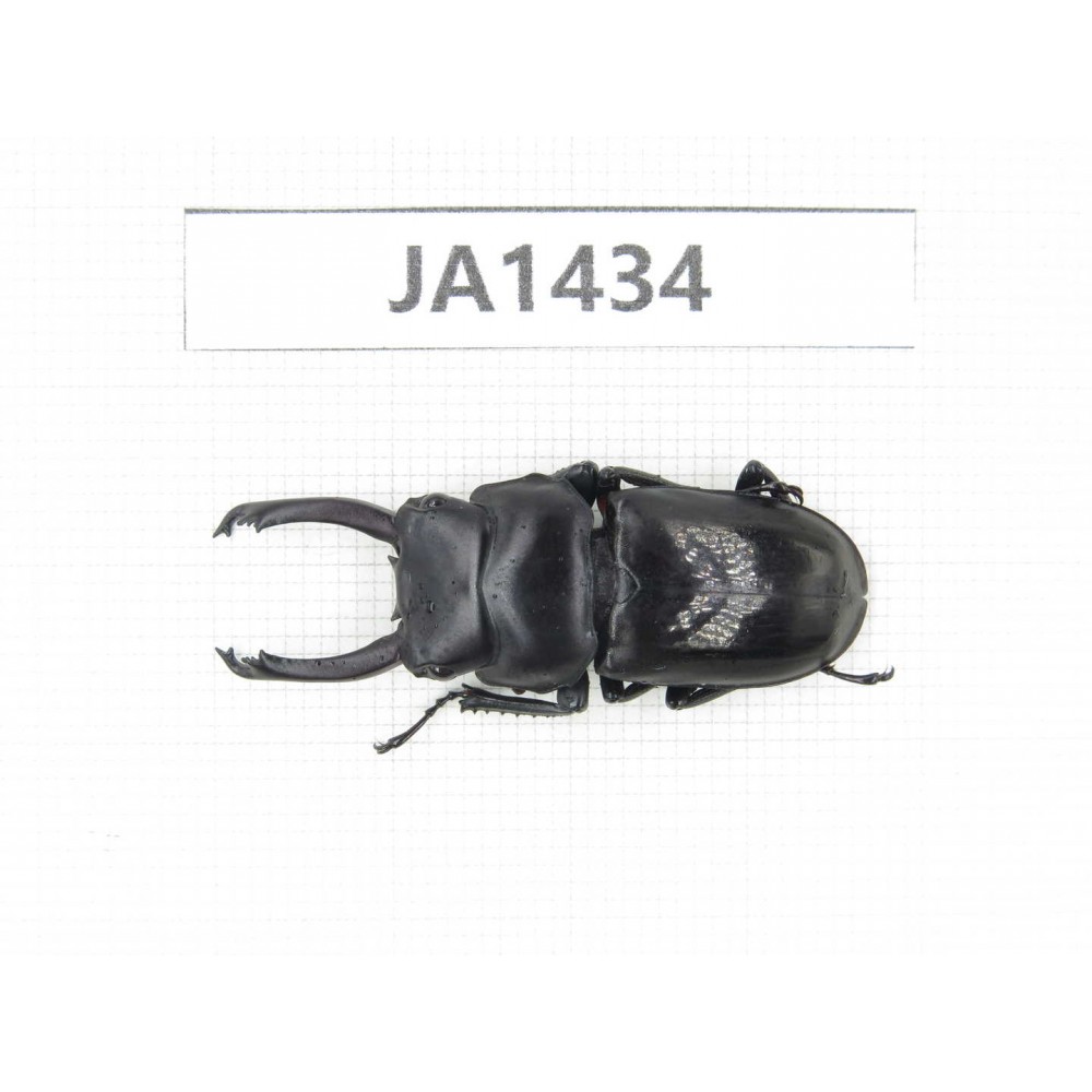 Dorcus sp. Myanmar, Kechin, Nanse. 1M. JA1434.