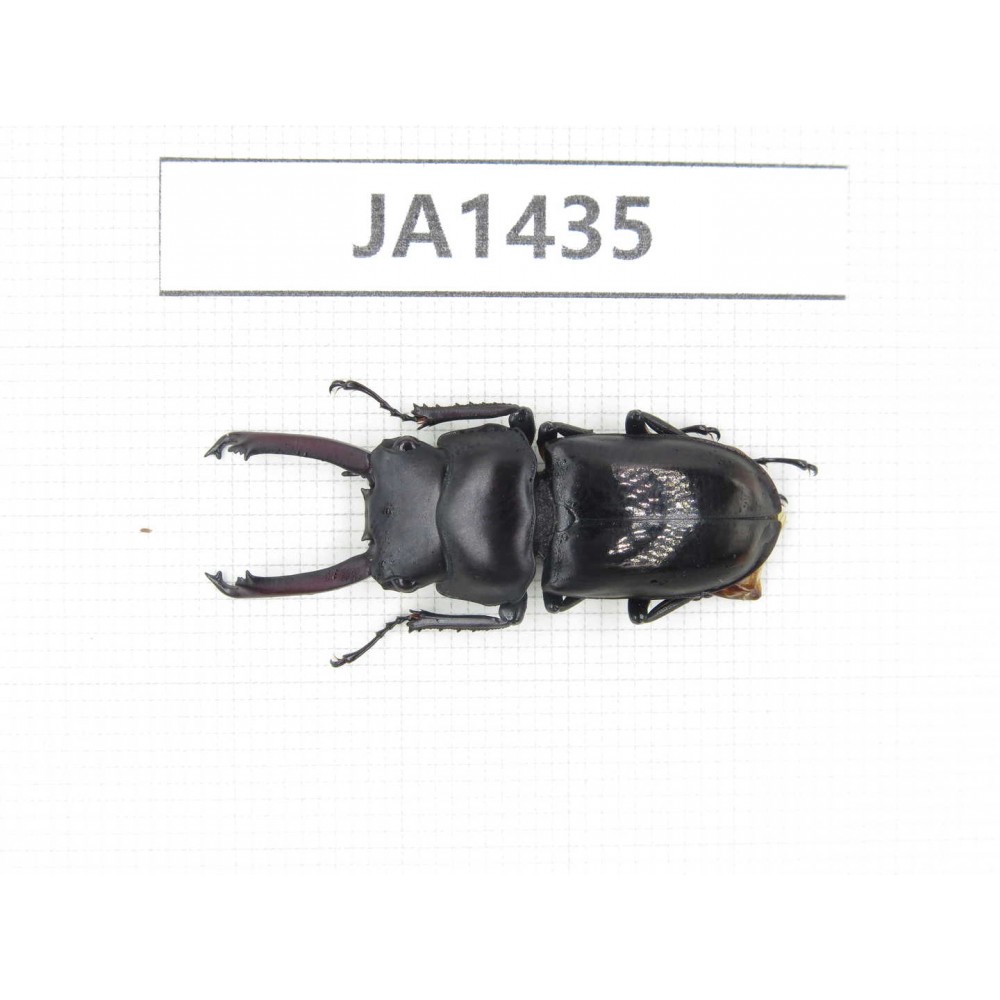 Dorcus sp. Myanmar, Kechin, Nanse. 1M. JA1435.