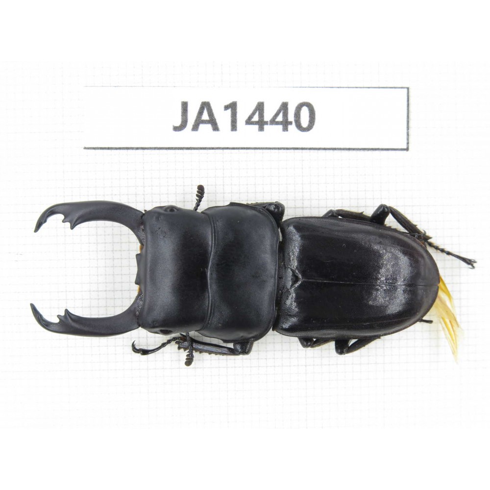 Dorcus sp. Myanmar, Kechin, Nanse. 1M. JA1440.