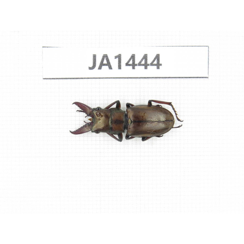 Cyclommathus sp. China, Myanmar, Kechin, Nanse. 1M. JA1444.