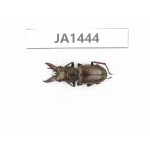 Cyclommathus sp. China, Myanmar, Kechin, Nanse. 1M. JA1444.