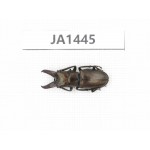 Cyclommathus sp. China, Myanmar, Kechin, Nanse. 1M. JA1445.