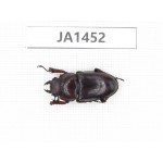 Prosopocoilus sp. Myanmar, Kechin, Nanse. 1F. JA1452.