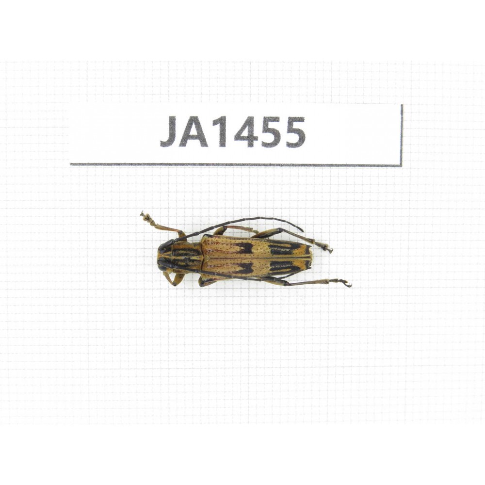 Cerambycidae sp. China, Myanmar, Kechin, Nanse. 1Pcs. JA1455.