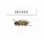 Cerambycidae sp. China, Myanmar, Kechin, Nanse. 1Pcs. JA1455.