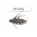 Cerambycidae sp. China, Myanmar, Kechin, Nanse. 1Pcs. JA1456.