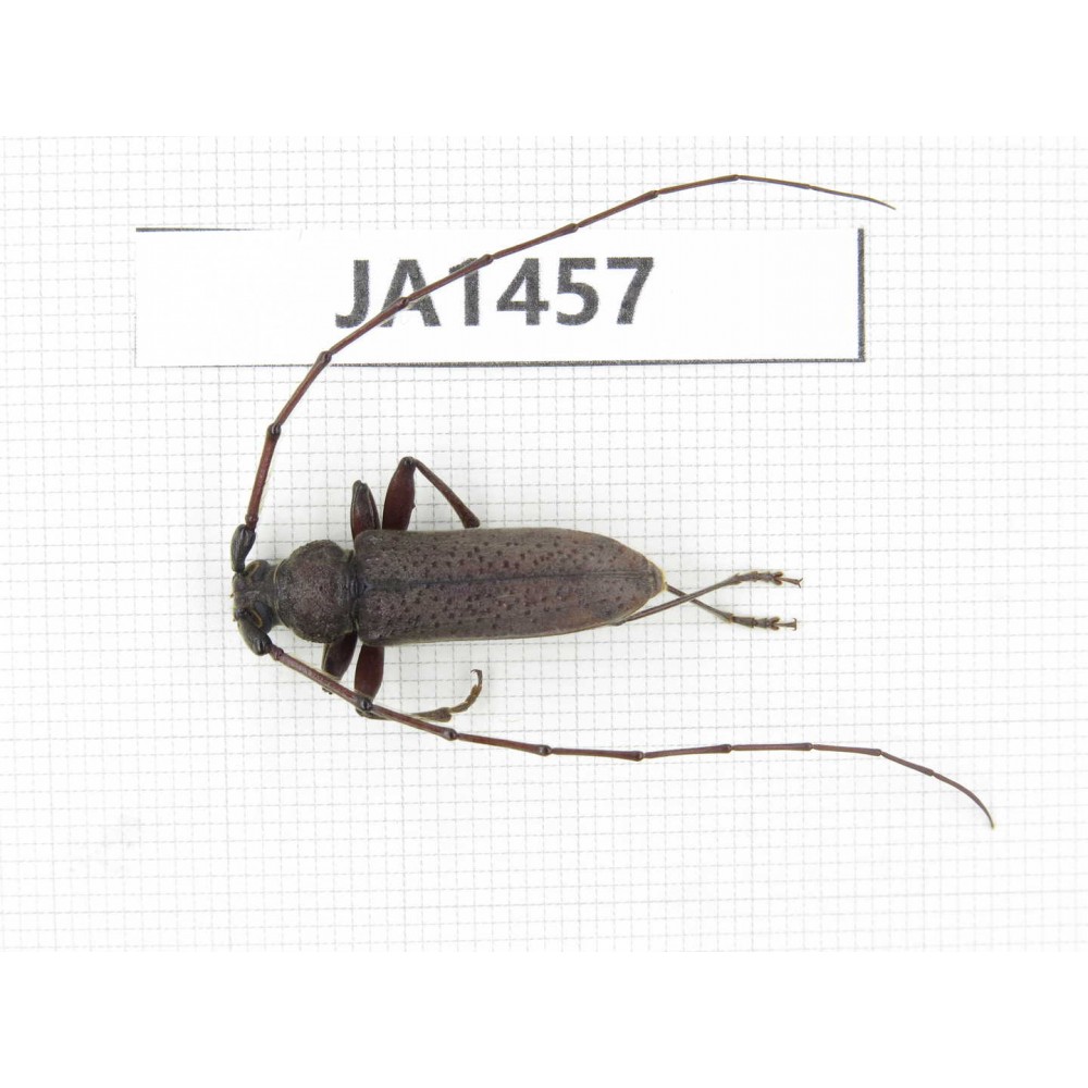 Cerambycidae sp. China, Myanmar, Kechin, Nanse. 1Pcs. JA1457.