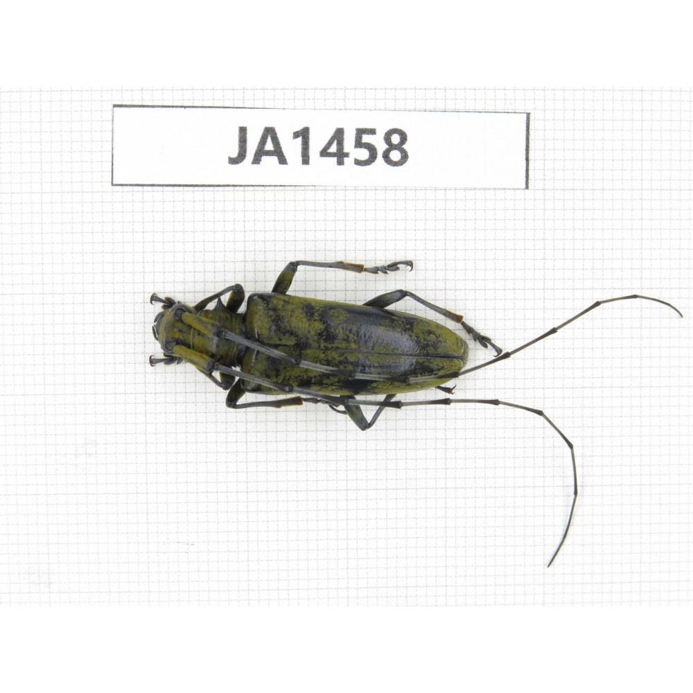 Cerambycidae sp. China, Myanmar, Kechin, Nanse. 1Pcs. JA1458.