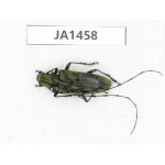Cerambycidae sp. China, Myanmar, Kechin, Nanse. 1Pcs. JA1458.