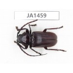 Cerambycidae sp. China, Myanmar, Kechin, Nanse. 1Pcs. JA1459.