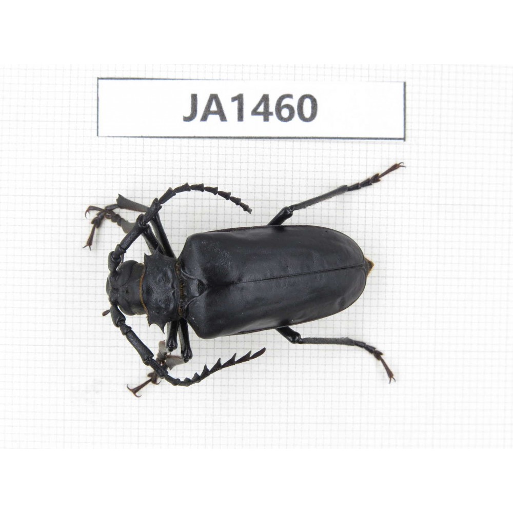 Cerambycidae sp. China, Myanmar, Kechin, Nanse. 1Pcs. JA1460.