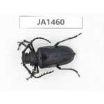 Cerambycidae sp. China, Myanmar, Kechin, Nanse. 1Pcs. JA1460.