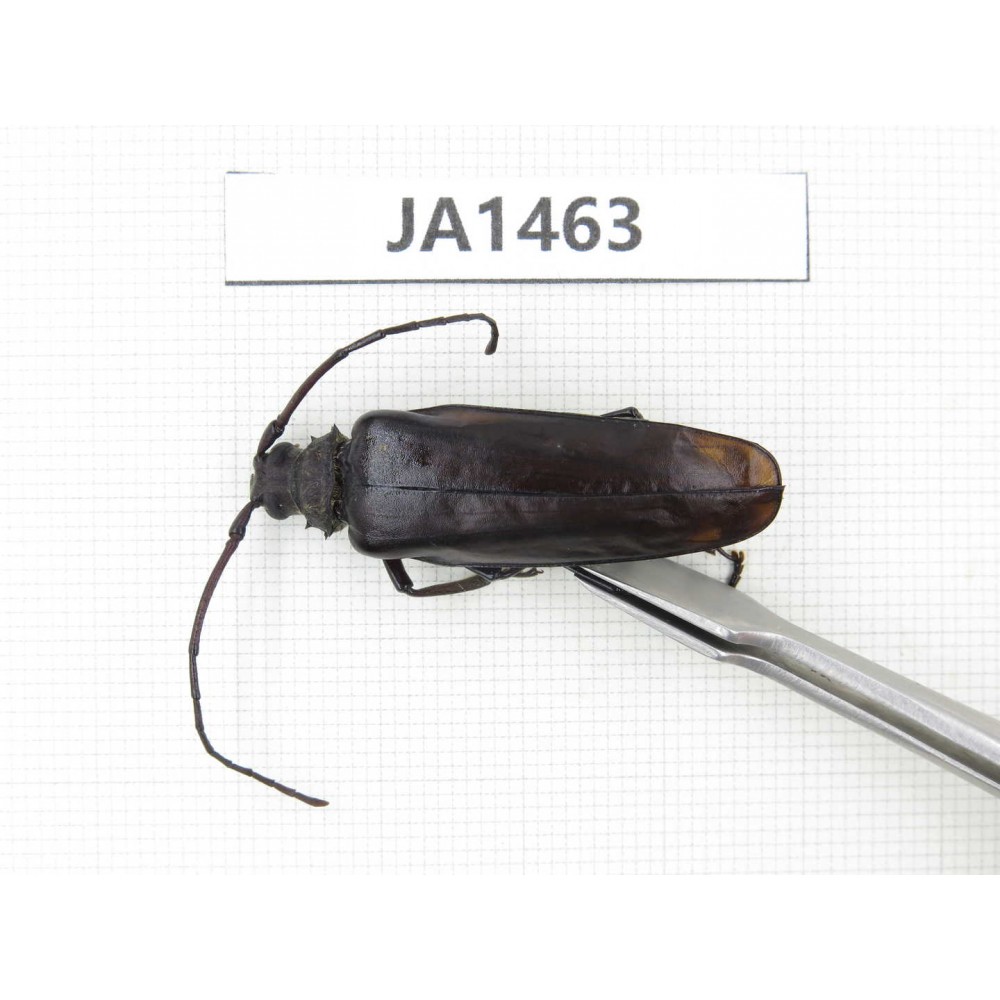 Cerambycidae sp. China, Myanmar, Kechin, Nanse. 1M. JA1463.