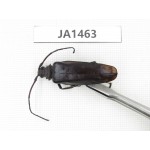 Cerambycidae sp. China, Myanmar, Kechin, Nanse. 1M. JA1463.