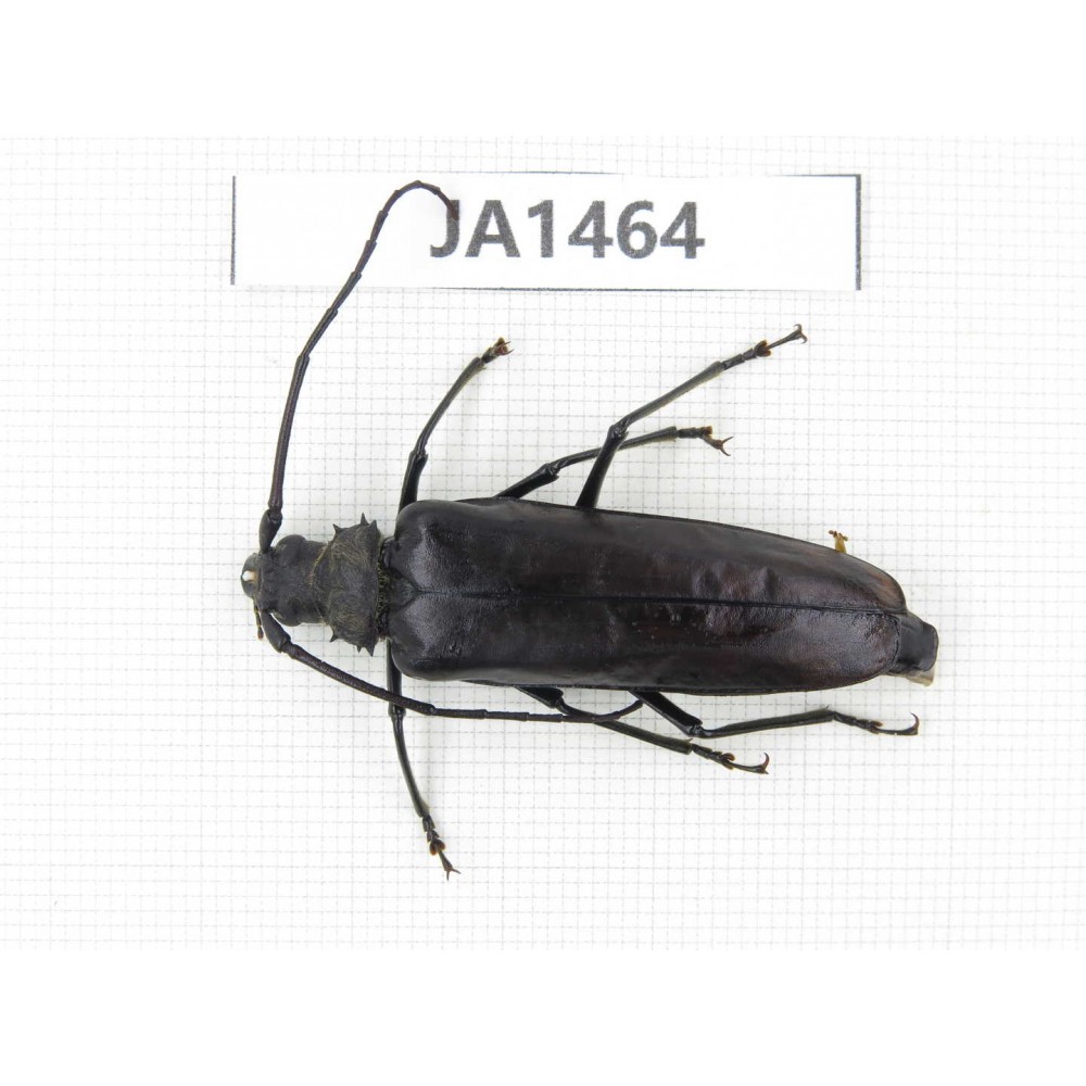 Cerambycidae sp. China, Myanmar, Kechin, Nanse. 1F. JA1464.