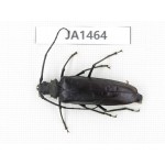 Cerambycidae sp. China, Myanmar, Kechin, Nanse. 1F. JA1464.