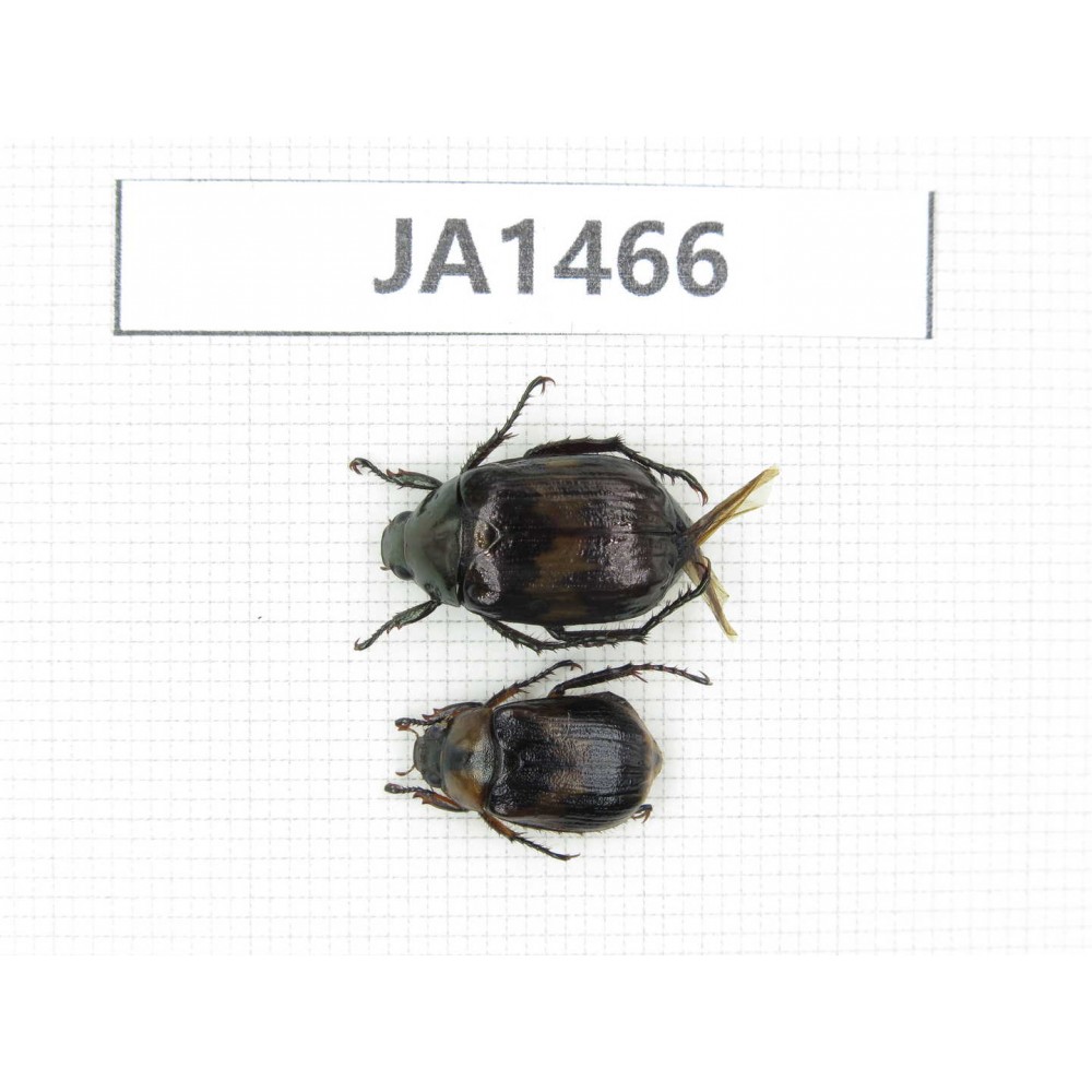 Rutelidae sp. Myanmar, Kechin, Nanse. 2Pcs. JA1466.