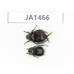 Rutelidae sp. Myanmar, Kechin, Nanse. 2Pcs. JA1466.
