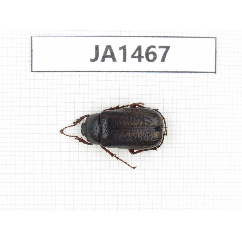 Melolonthidae sp. China, Myanmar, Kechin, Nanse. 1Pcs. JA1467.