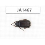 Melolonthidae sp. China, Myanmar, Kechin, Nanse. 1Pcs. JA1467.